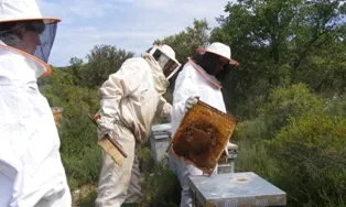 Apicultors catalans en les tasques de control de les arnes (imatge; gencat.cat)