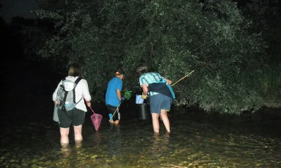 Des de fa 6 anys Adeffa organitza jornades de voluntariat ambiental per l'extracció de crancs invasors de la riera de Merlès (imatge: Adeffa)